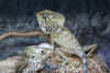 004.jpg (394897 Byte)