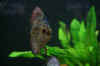 006.JPG (264874 Byte)