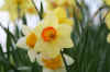 015.JPG (249671 Byte)