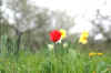 016.jpg (243700 Byte)