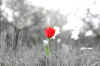 010.jpg (186236 Byte)